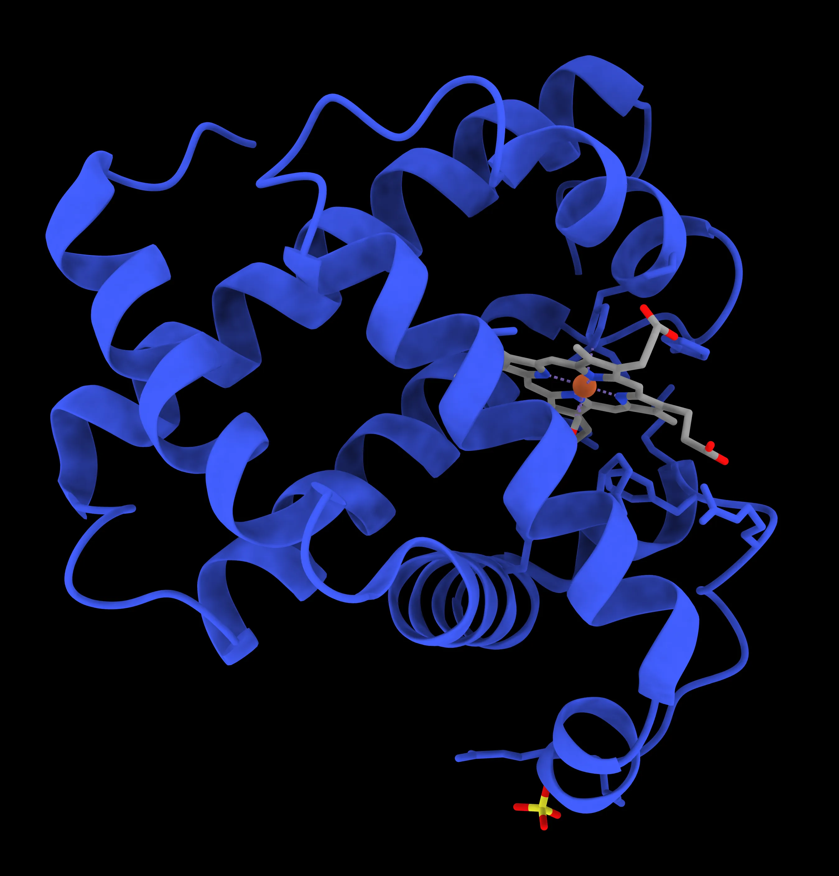 Myoglobin